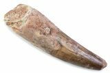 Fossil Spinosaurus Tooth - Feeding Worn Tip #373981-1